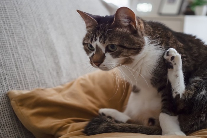 毛づくろいをする猫