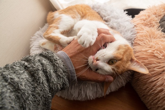 甘噛みしている猫