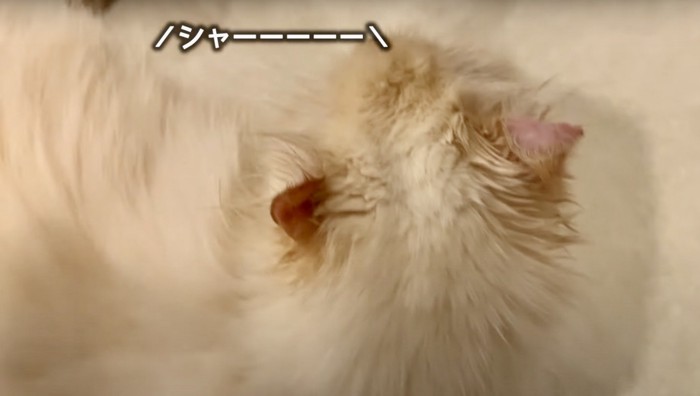 白い猫が振り向いている