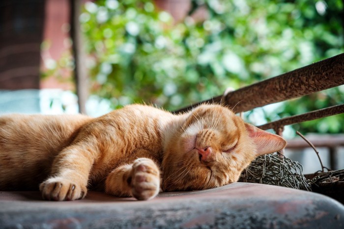 幸せそうに寝転ぶ猫