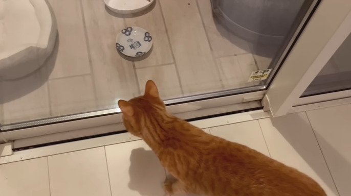 室内から外を見る猫