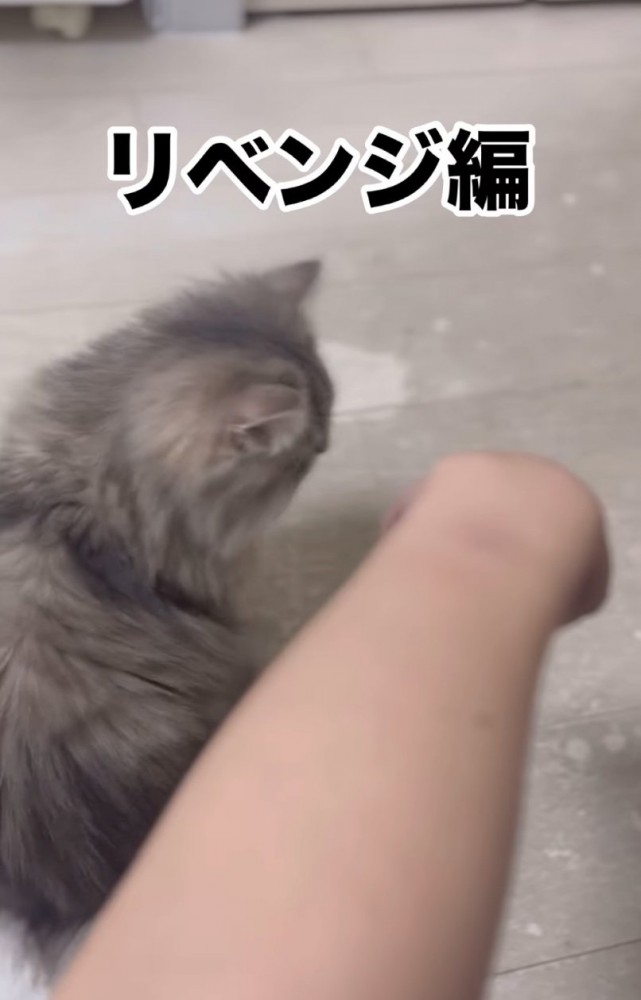 差し出される手と猫