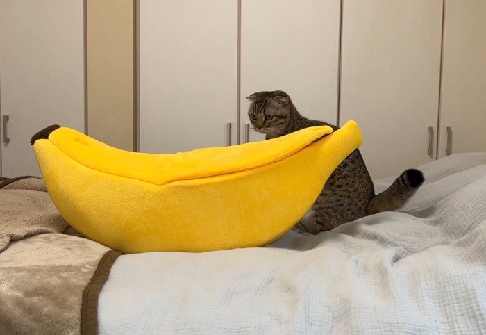 バナナ型ハウスの前に座る猫