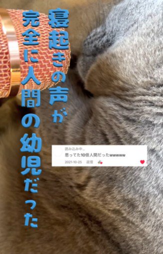 猫の口元に近づくマイク