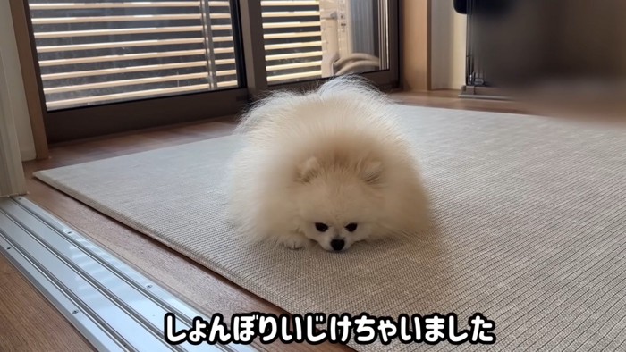 「しょんぼりいじけちゃいました」