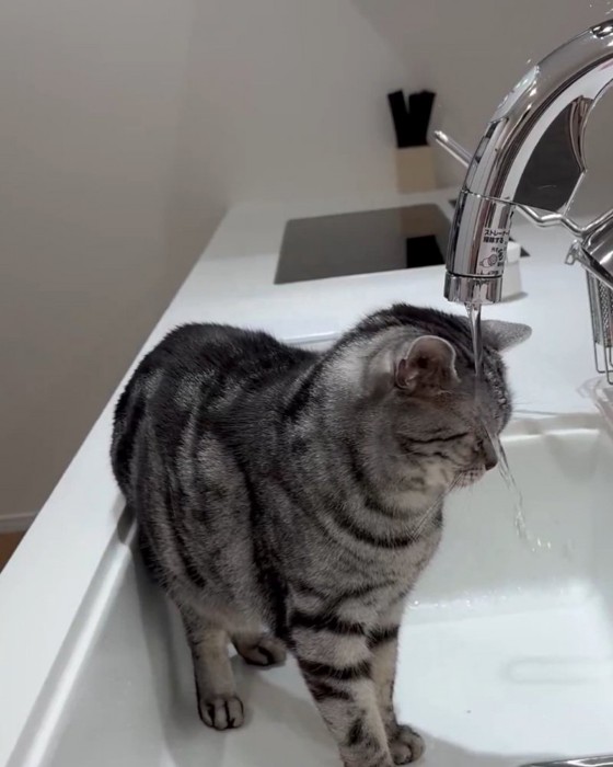 水に濡れる佐助くん