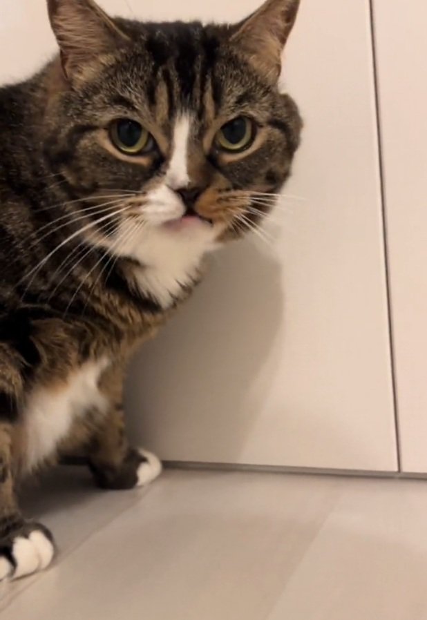 飼い主さんを見るこたろうちゃん