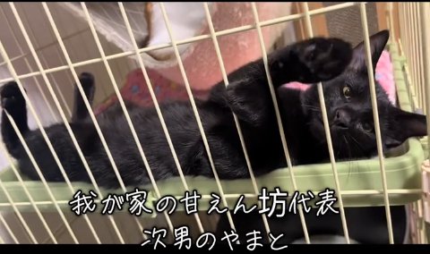 ケージの中で寝そべる黒猫