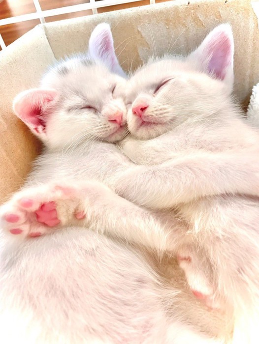 抱き合って寝る2匹