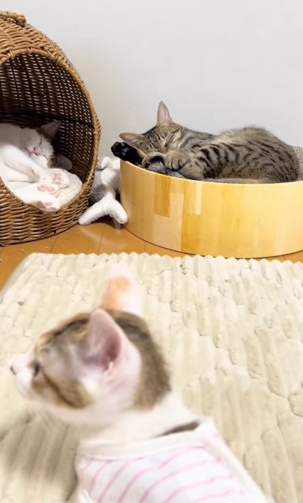 奥で寝ている2匹の猫と左を向く子猫