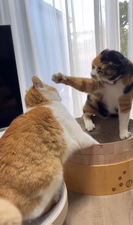 体を反らせている猫の頭近くに右手を伸ばしている三毛猫