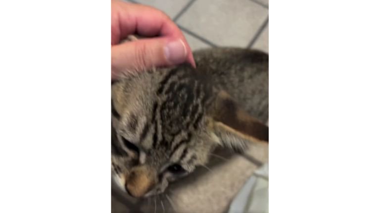 甘える子猫
