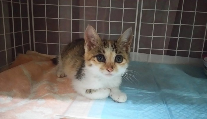 目を潤ませる保護当時のチビちゃん