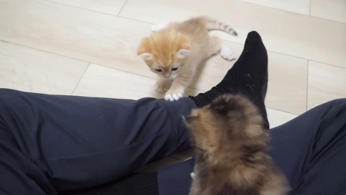飼い主さんの膝の感触を確かめる赤ちゃん猫
