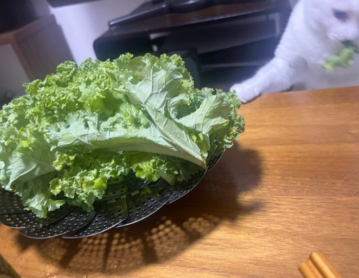 野菜を盗む猫