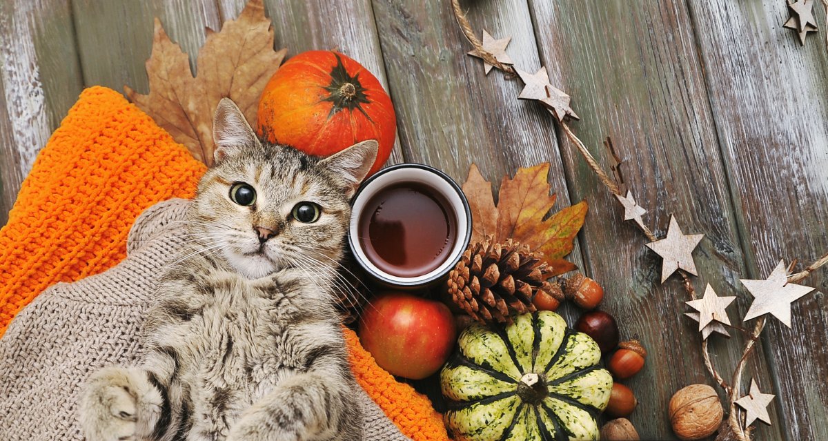 秋の背景に、かわいい猫