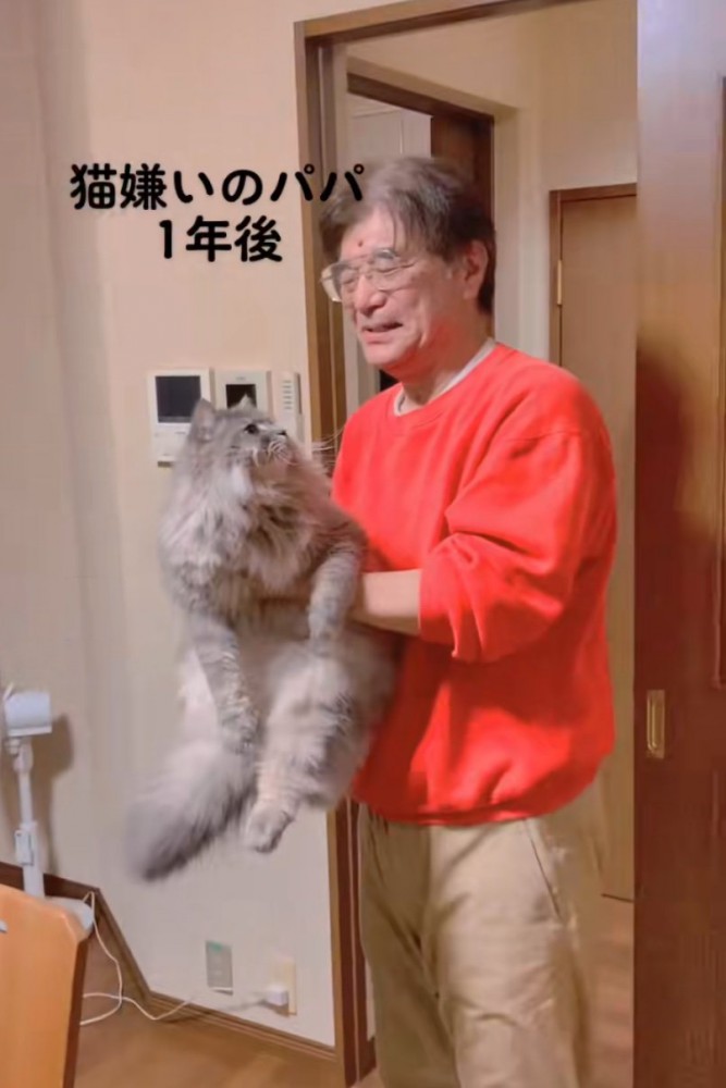 じっと見つめる猫