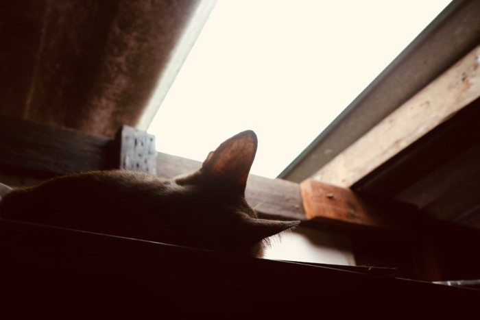 暗い場所に隠れる猫