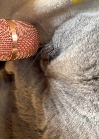 寝ている猫とマイク