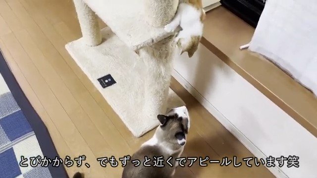 キャットタワーの上の子猫を見上げる猫