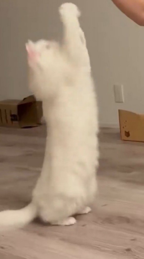 男性の指に飛びつく猫