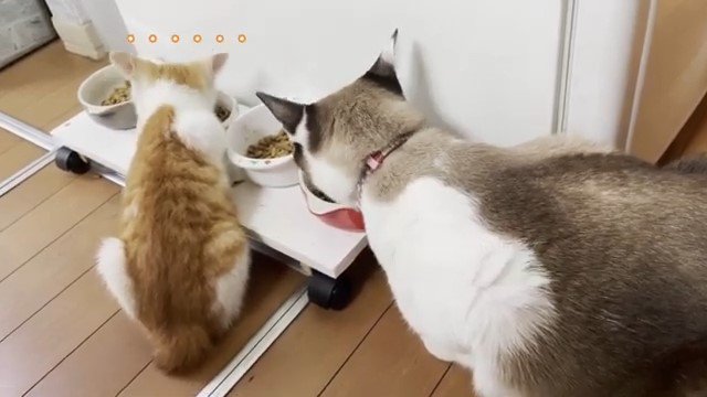 エサを食べる子猫と猫の後ろ姿2