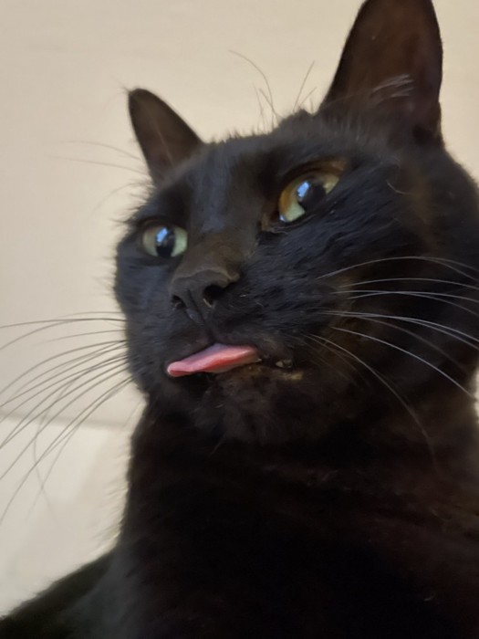 舌を出す黒猫