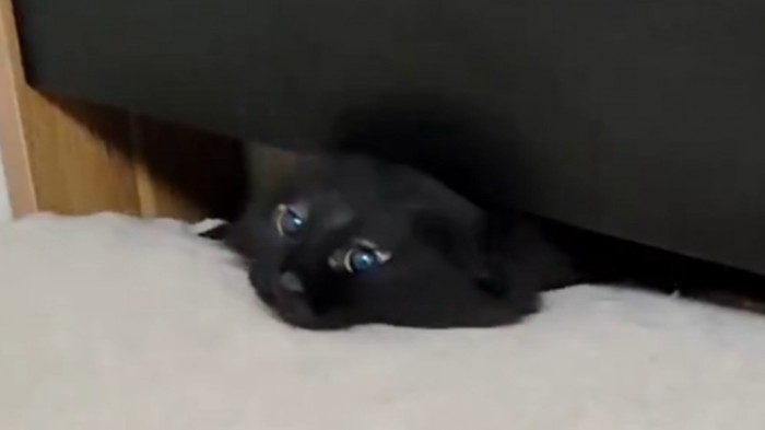 ベッドの隙間から顔を出した黒猫