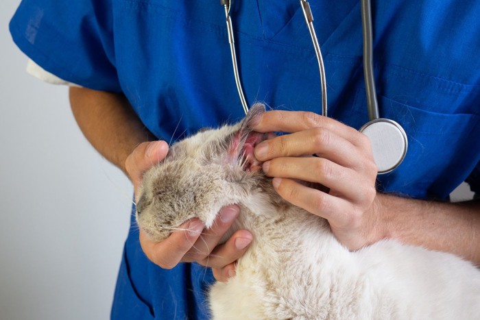 猫の耳の中を見る獣医師