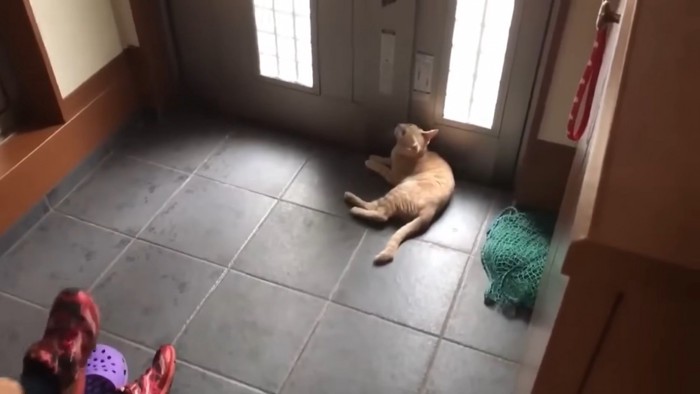 ドアの前で体を横たえる猫ちゃん