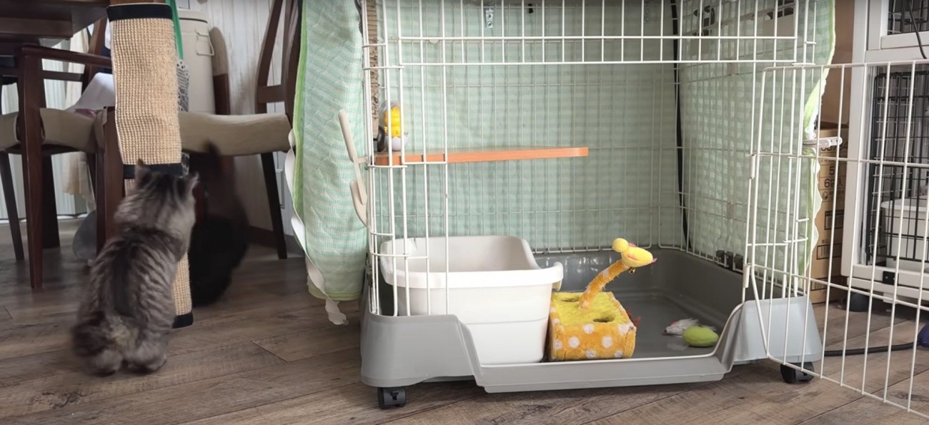 遊んでいる子猫たち