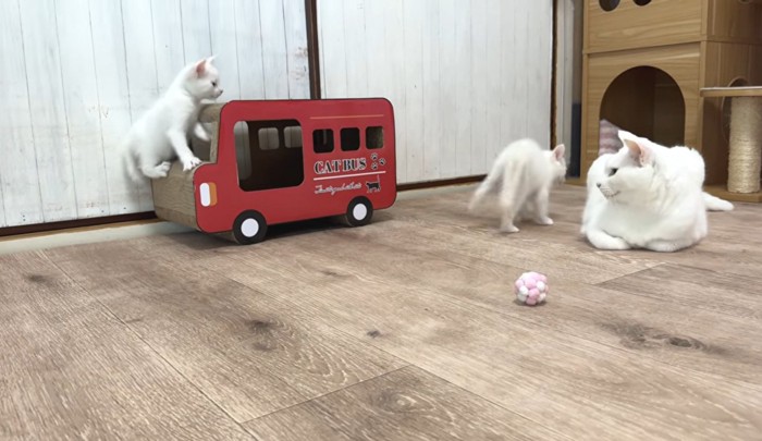 成猫にぶつかる子猫