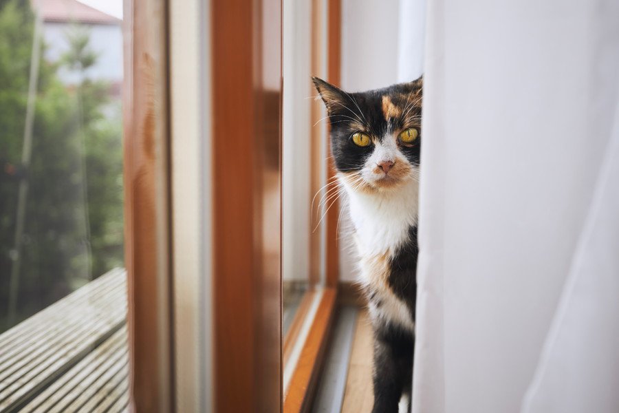 カーテンの裏からこちらを見る三毛猫