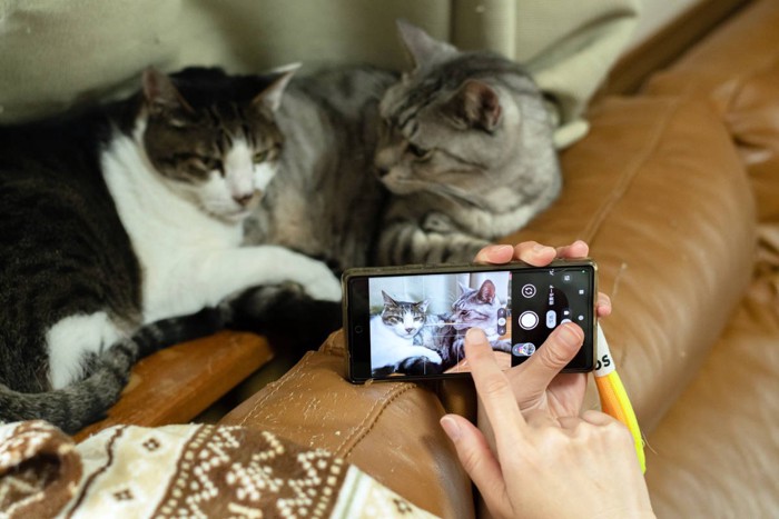 猫の写真を撮る人