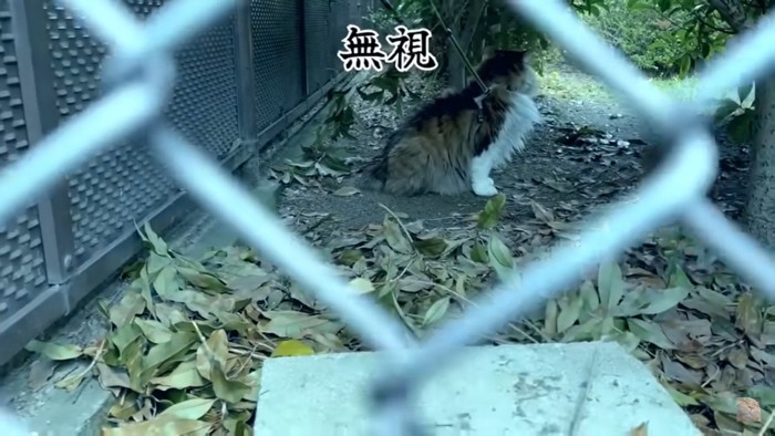 飼い主を無視する猫