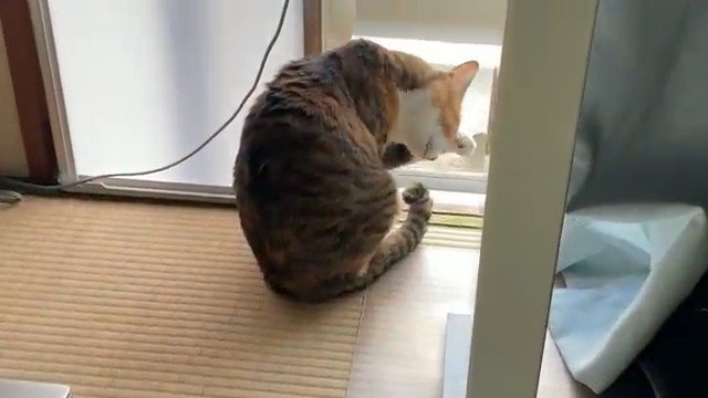 窓辺で毛づくろいをする猫