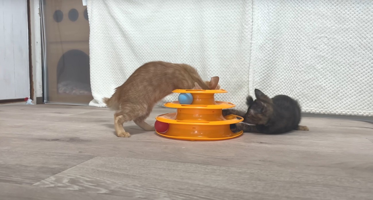 ボール遊びする2匹1