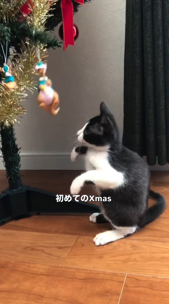 ツリーのオーナメントを見つめる子猫