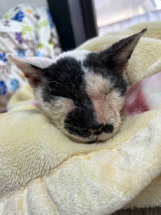 寝ているモナちゃん