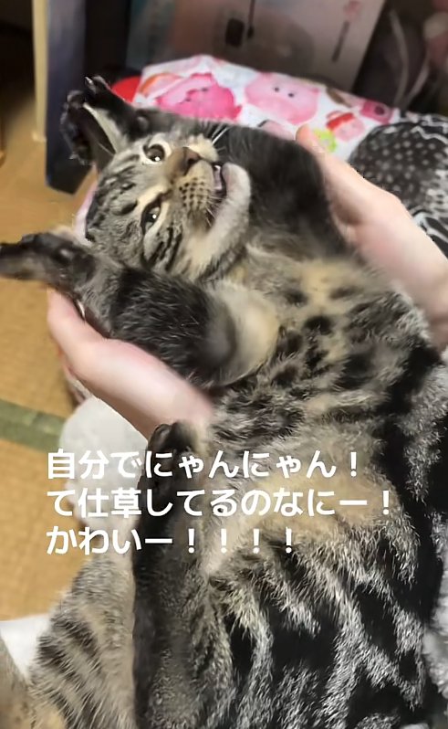 両前足を顔の横に上げながら飼い主を見つめる猫（口半開き）