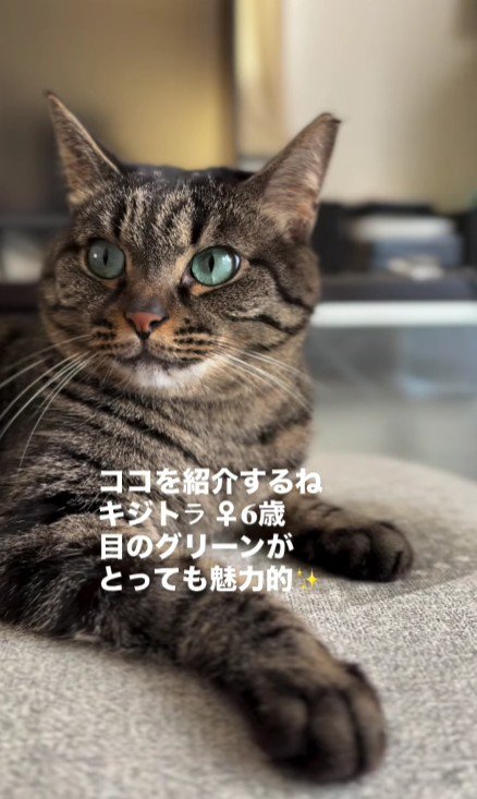 寝そべっている猫