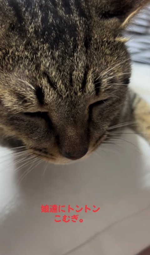 膝の上で目を瞑っている猫の顔アップ
