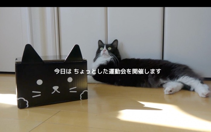 黒い箱と猫