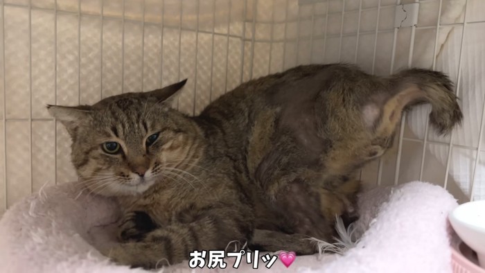 お尻をあげたたこやきくん