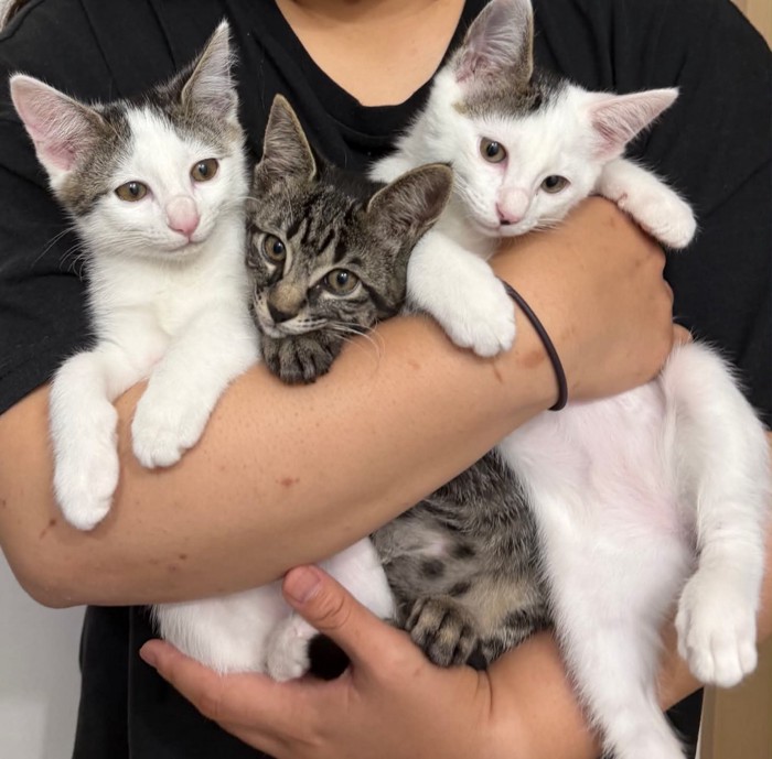 抱っこされる3匹の子猫