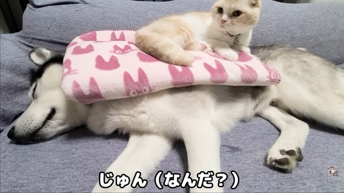 顔をあげる猫