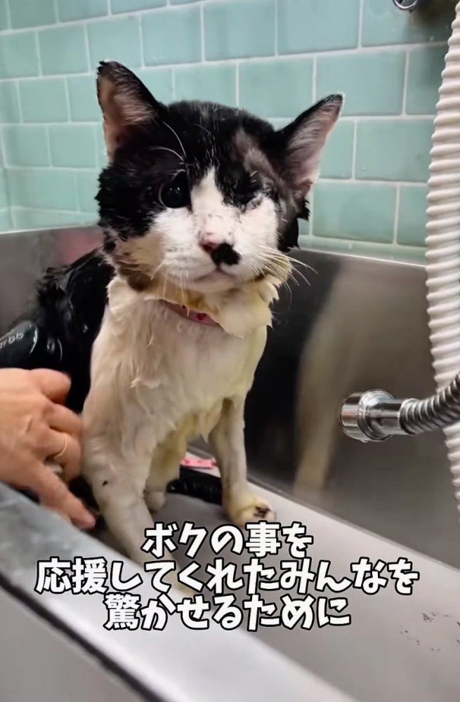 体を洗ってもらう猫