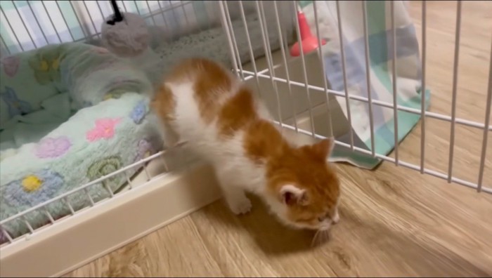 ケージから出て床の匂いを嗅ぐ子猫