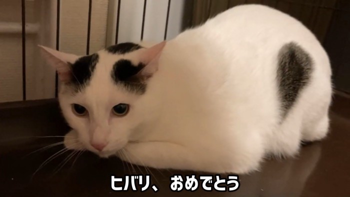 ケージの奥に座る猫