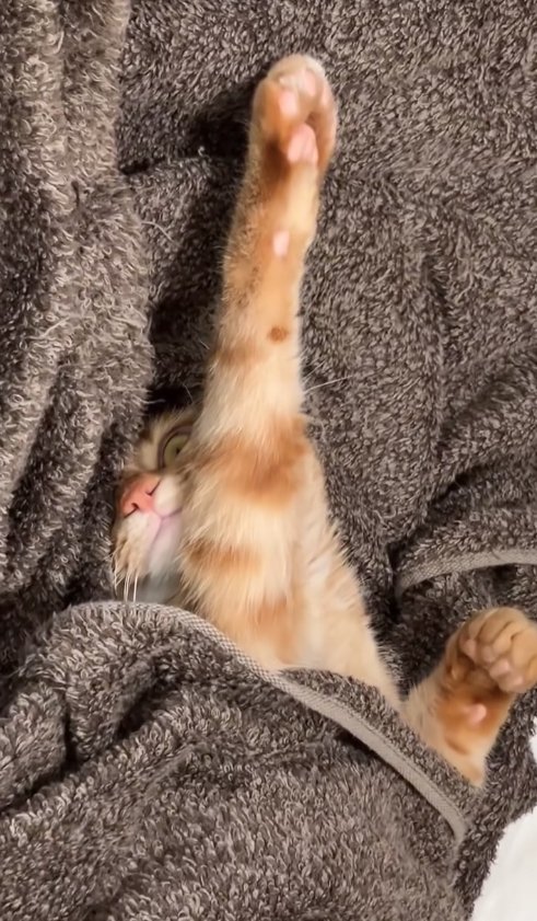 毛布にくるまって右前足を伸ばしている茶トラ（顔アップ）